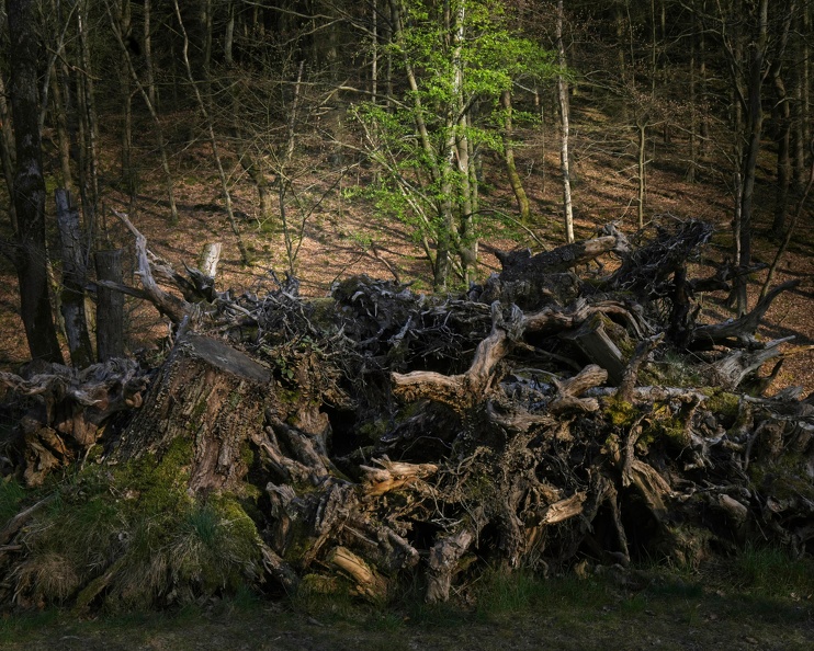 Maybe a little bit busy. But I like the contrast between this bunch of roots and the slightly illuminated young birch tree. Roots and Greens.jpg