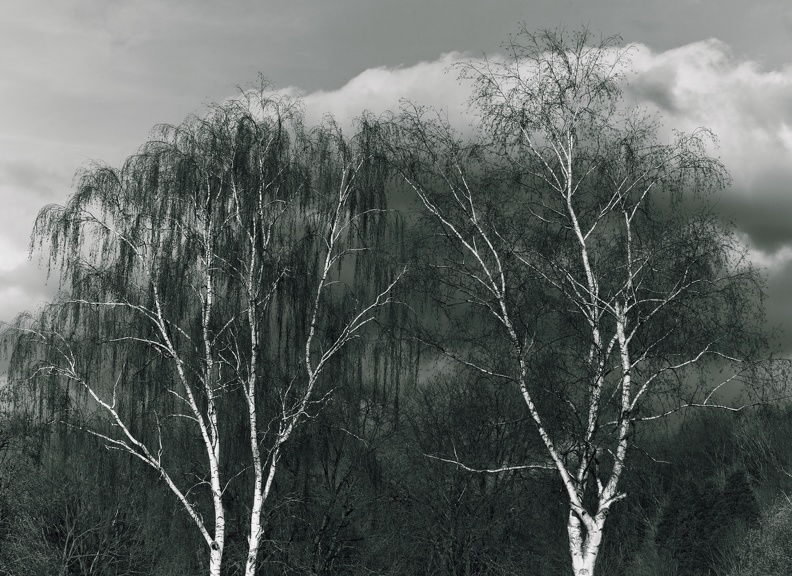 Silver Birchs.jpg