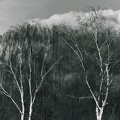 Silver Birchs