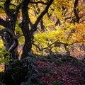 Autumn Colors