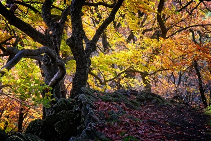 Autumn Colors