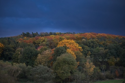 Autumn Trees in Blue Hour