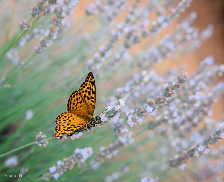 Butterfly.jpg