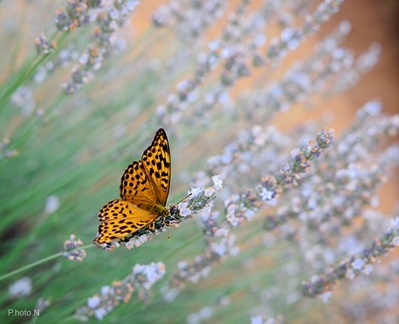 Butterfly